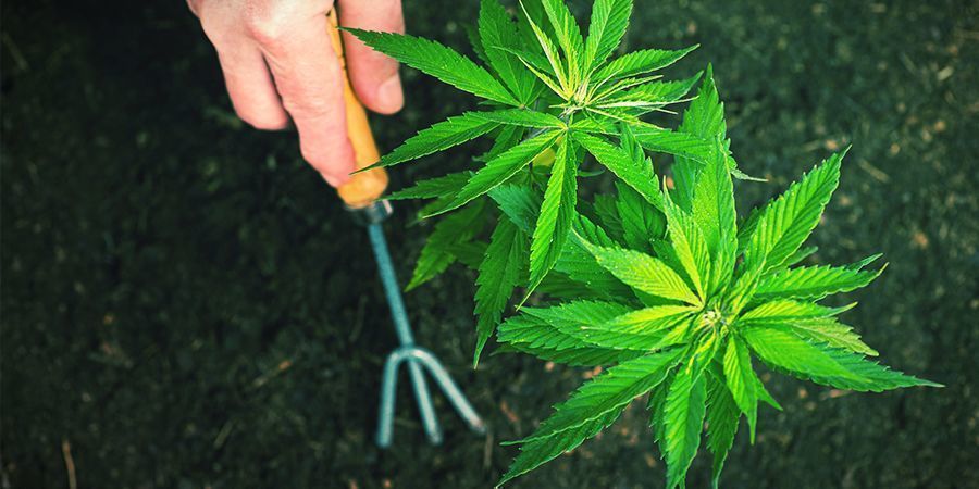 Wie Man Autoflowering Cannabispflanzen Erfolgreich Umtopft - Zamnesia